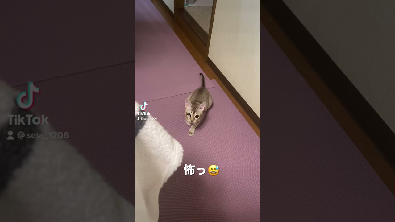 【シンガプーラ】すごいジャンプ！#野生