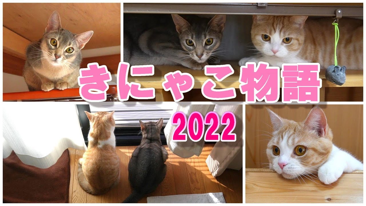 一年間ありがとうございました【スコティッシュフォールド】【アビシニアン】