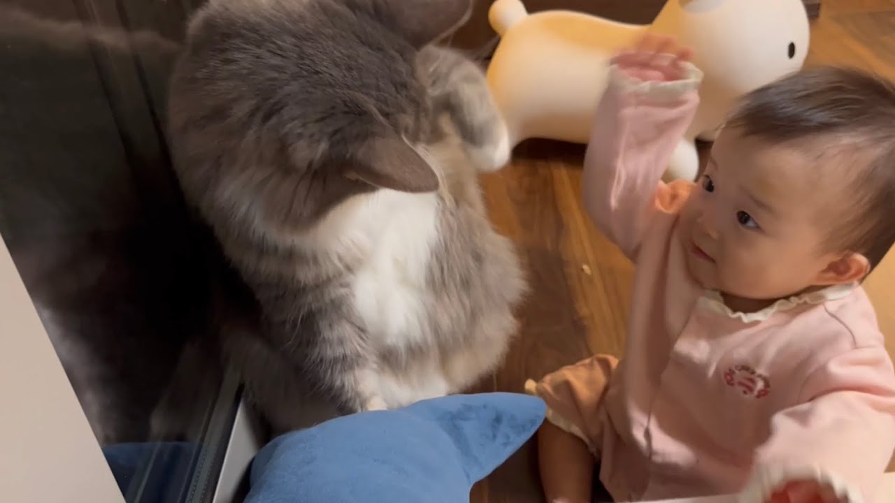 想定外の赤ちゃんからの反撃に驚く猫　ノルウェージャンフォレストキャット　Cat fighting with owner's baby