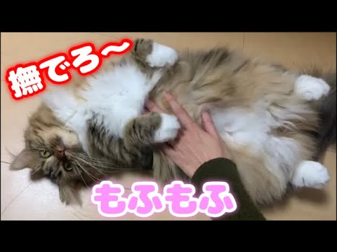もふもふ要求の強い猫【ラガマフィン】