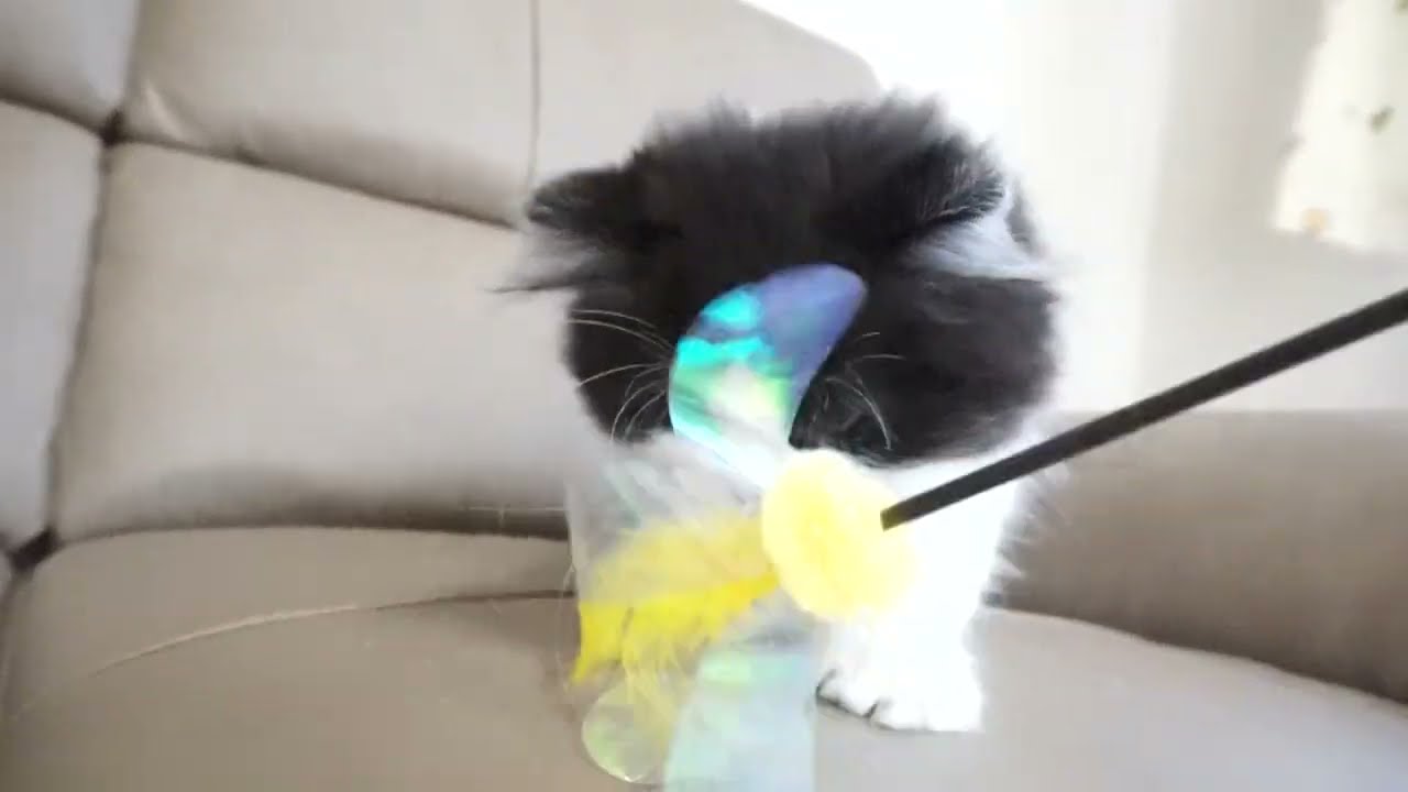 セルカークレックス子猫　2022.9.30産まれ 　ブラック＆ホワイト　　女の子　シーダキャット猫のお店