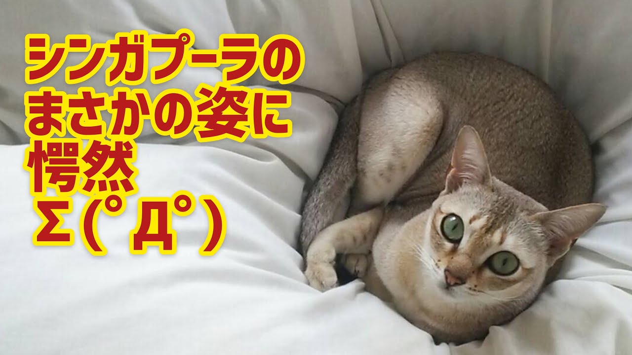 シンガプーラのまさかの姿に愕然 ∑(ﾟДﾟ) #23