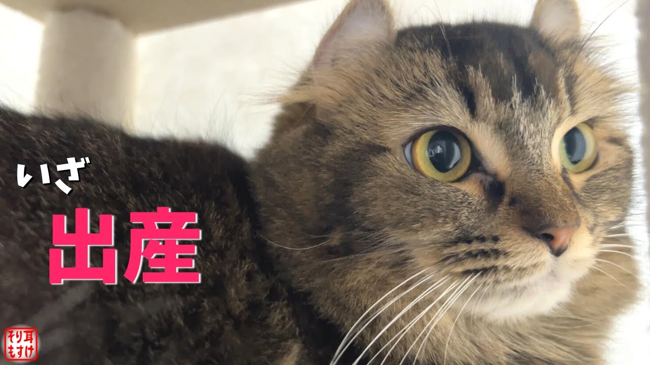 夫婦の固い絆に感動…。ついに出産が始まりました【妊娠６２日目】