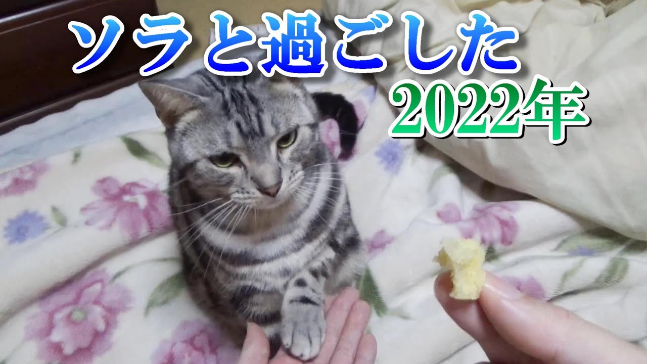 ソラと過ごした2022年（アメリカンショートヘア）