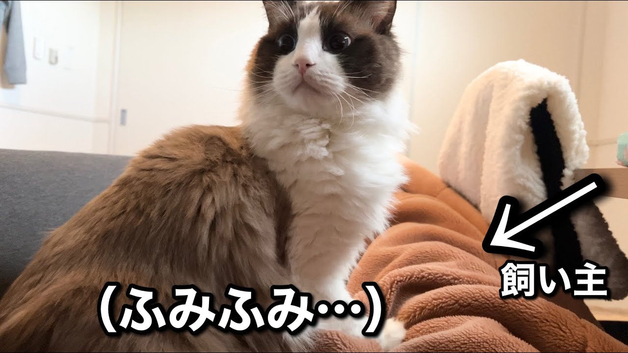 寝ぼけながら飼い主のお腹をふみふみするラグドール猫が可愛すぎるw w w