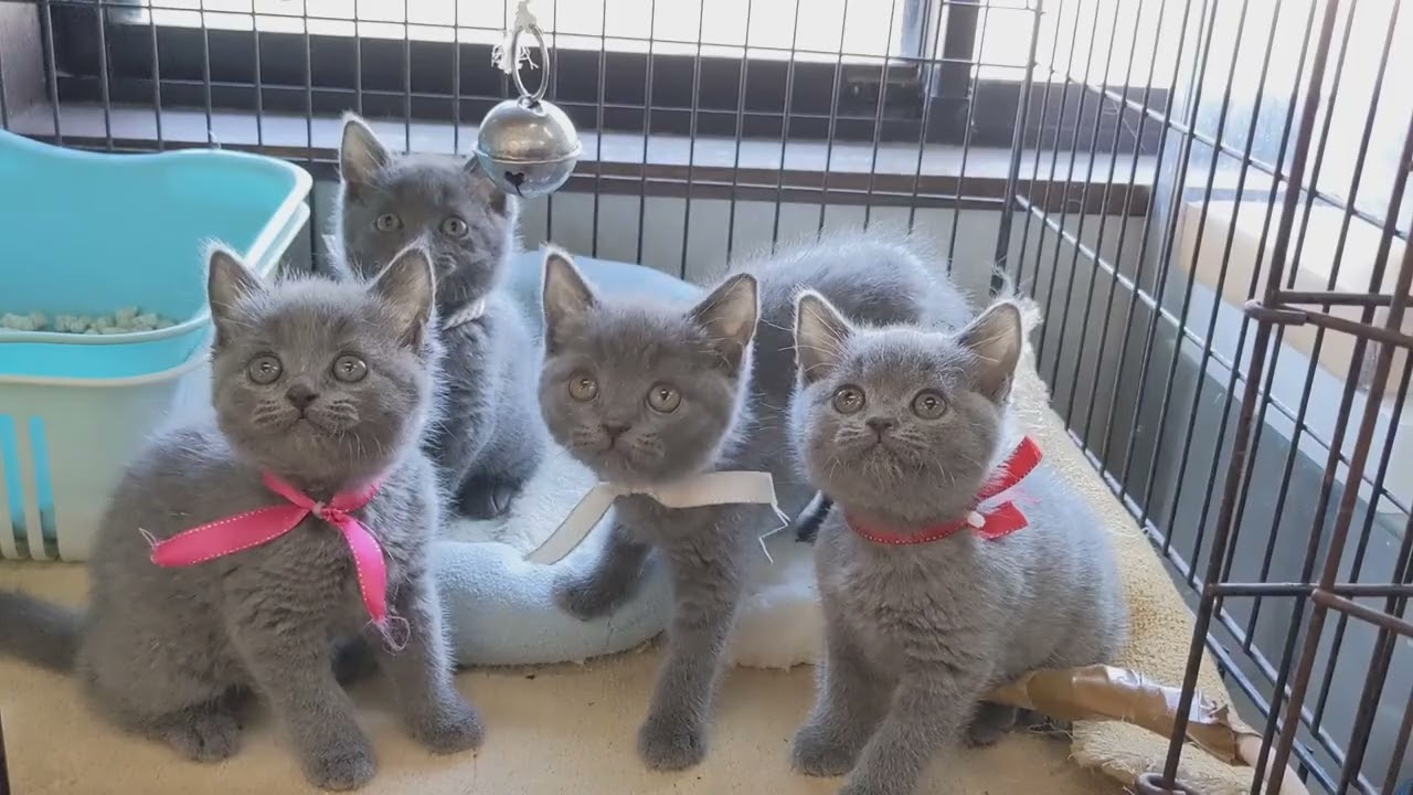 【茨城県のブリーダー　ペットショップスズキ　ブリティッシュショートヘア】