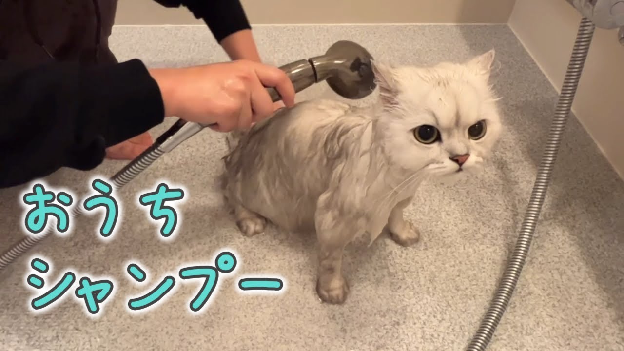 久々にお風呂場で猫シャンプーをしたらこうなりました