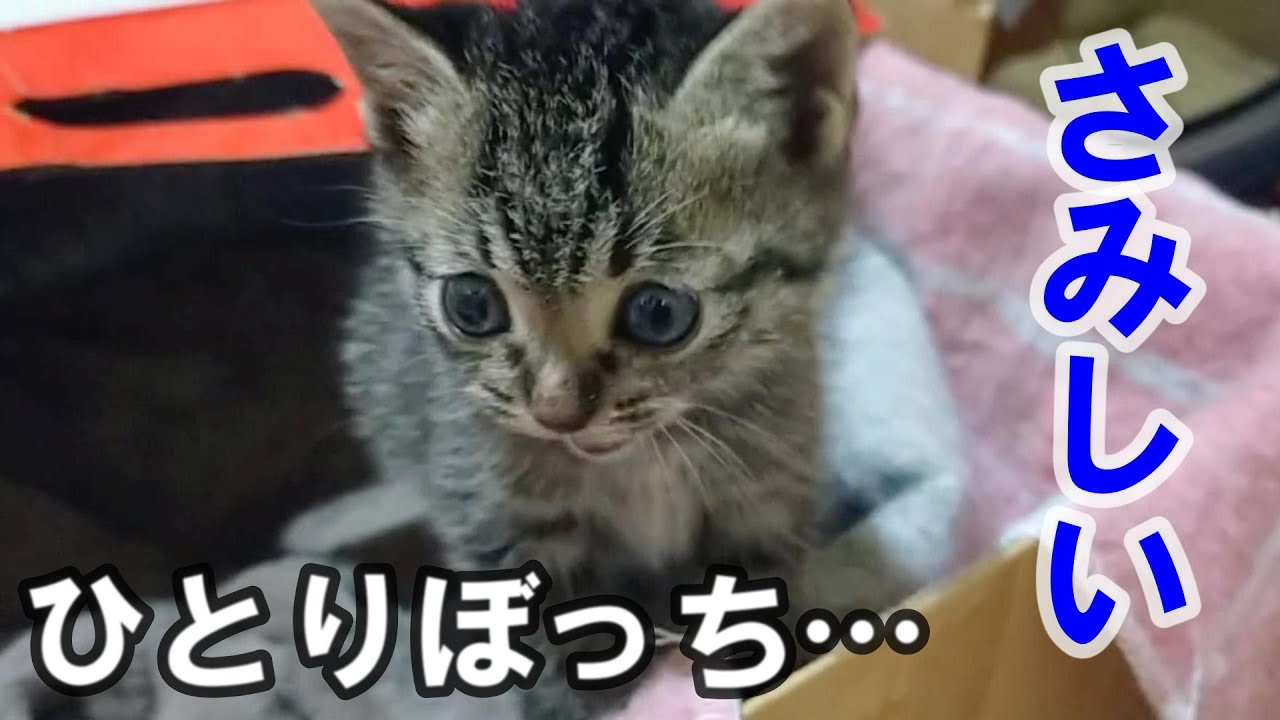 【続・緊急保護子猫】ひとりぼっちがさみしいと感じた初めての朝