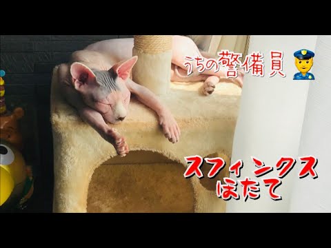 ある日の自宅警備員スフィンクスほたて【スフィンクス　猫】