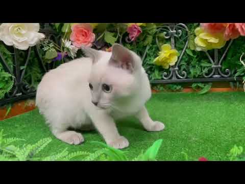 Coo&RIKU　No570649トンキニーズ