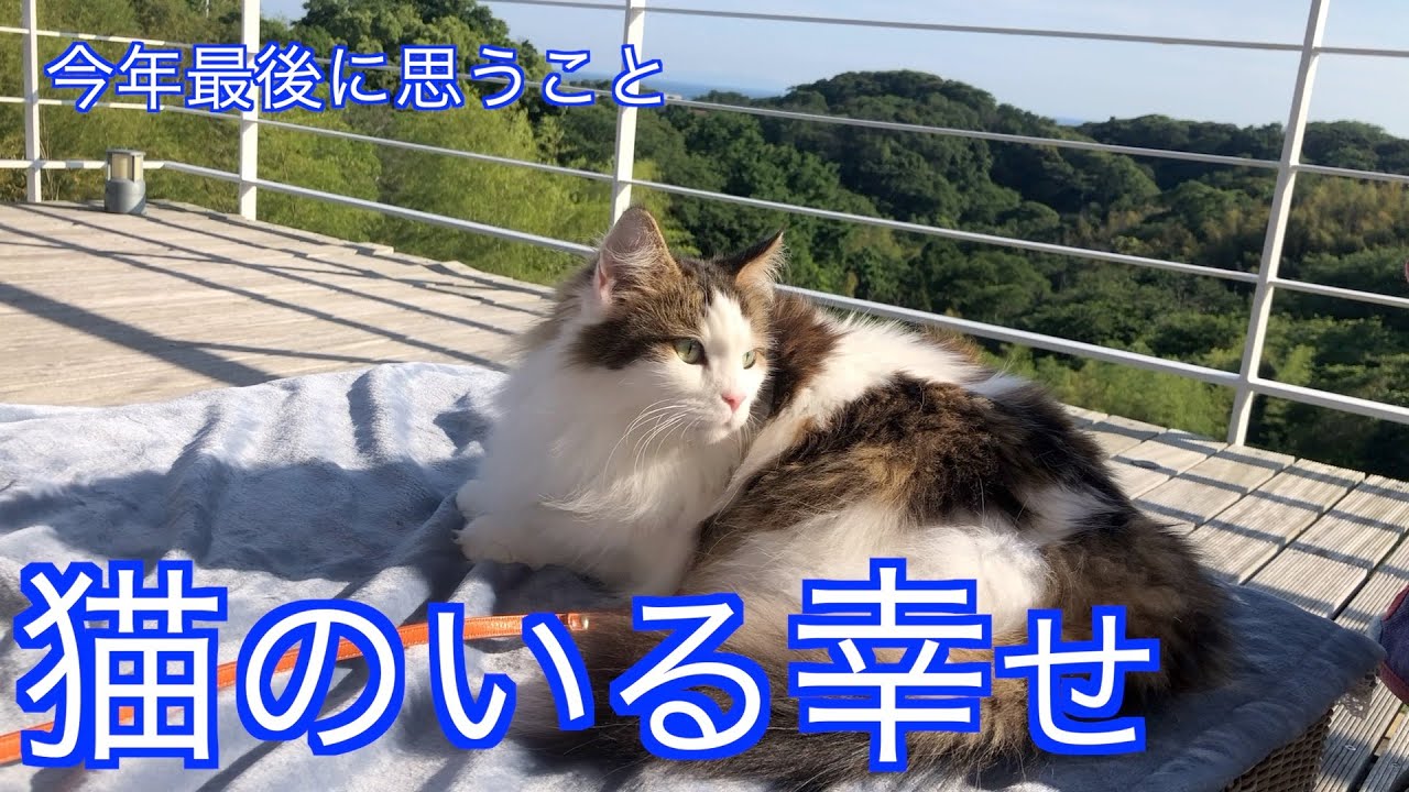 2022年も猫との暮らしが幸せすぎた！ノルウェージャン後レストキャット5匹