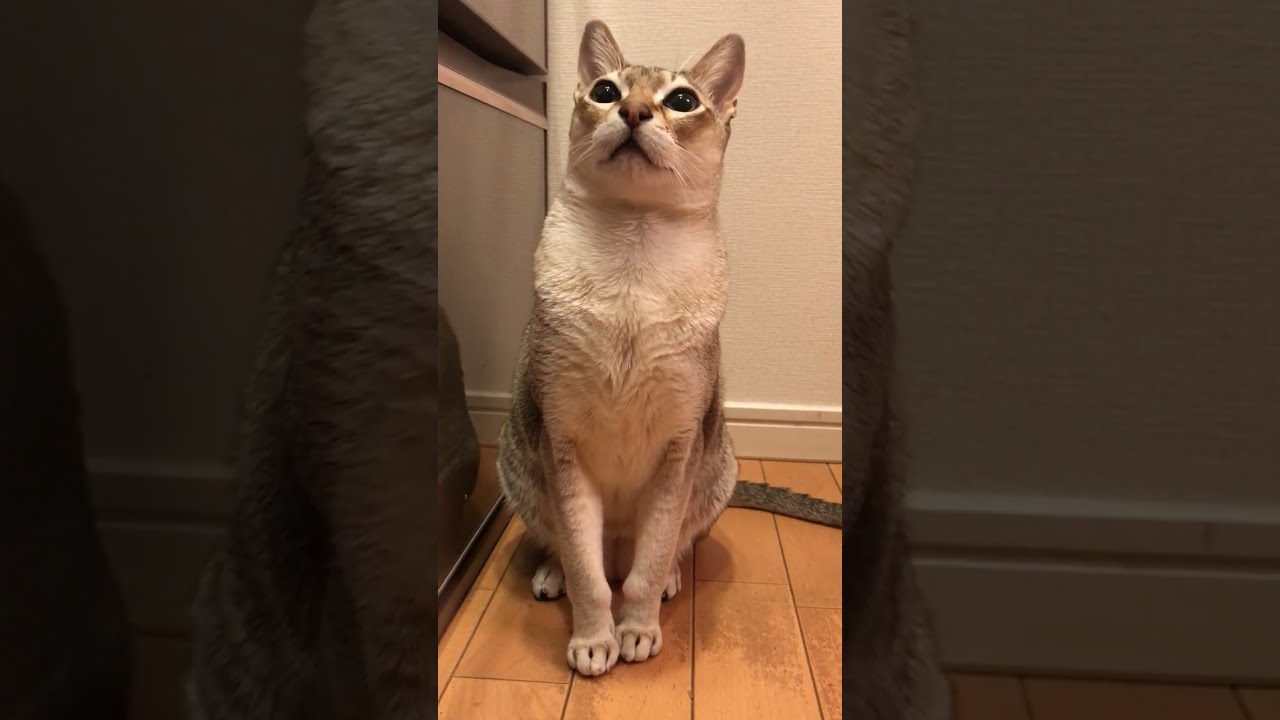 静かにワクワクごはん待ちしているシンガプーラなのにゃ♪
