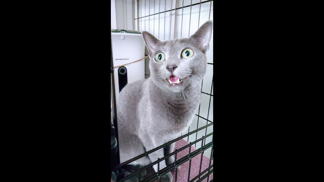 【猫動画】旦那が出かけるときのロシアンブルーのルーティン【russianbule】#shors　Russian Blue routine when husband goes out