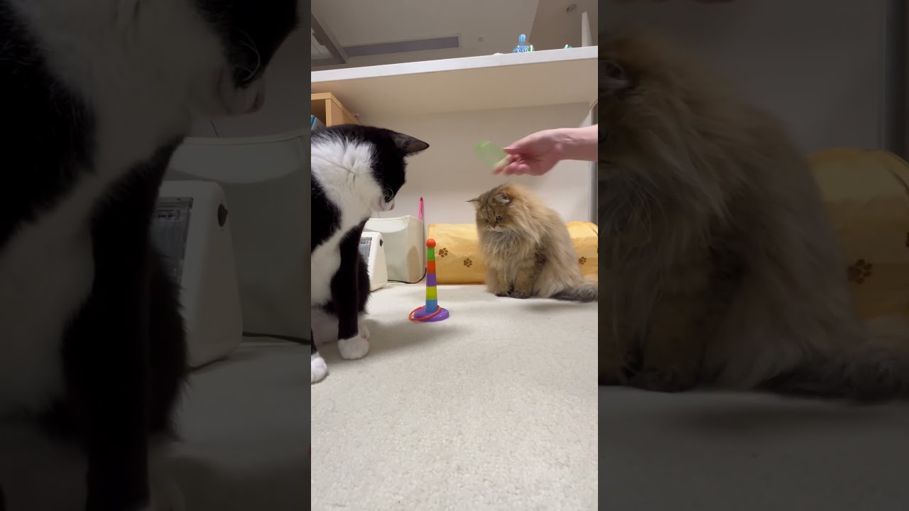 【輪投げに夢中♪】かわいいペルシャ猫とハチワレ猫