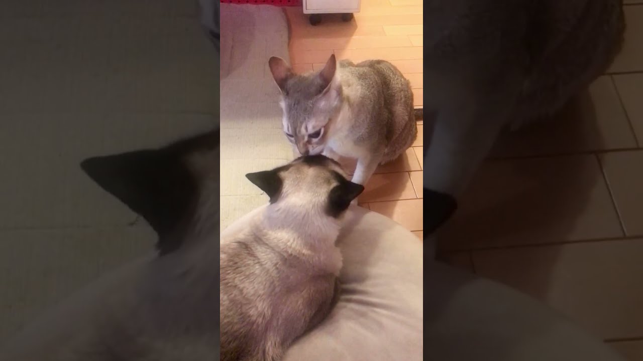 たぬき猫をぺろぺろハムハムしちゃうシンガプーラなのにゃ♪