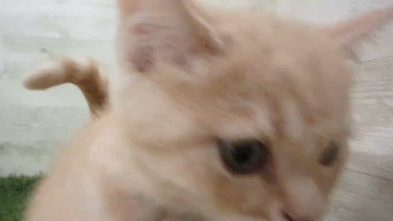 Coo&RIKU　No00586972 ブリティッシュショートヘアー