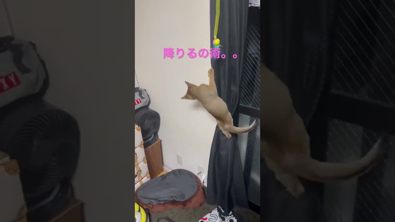 子猫が奥義使ったら凄すぎたwww #アビシニアン #子猫 #shorts
