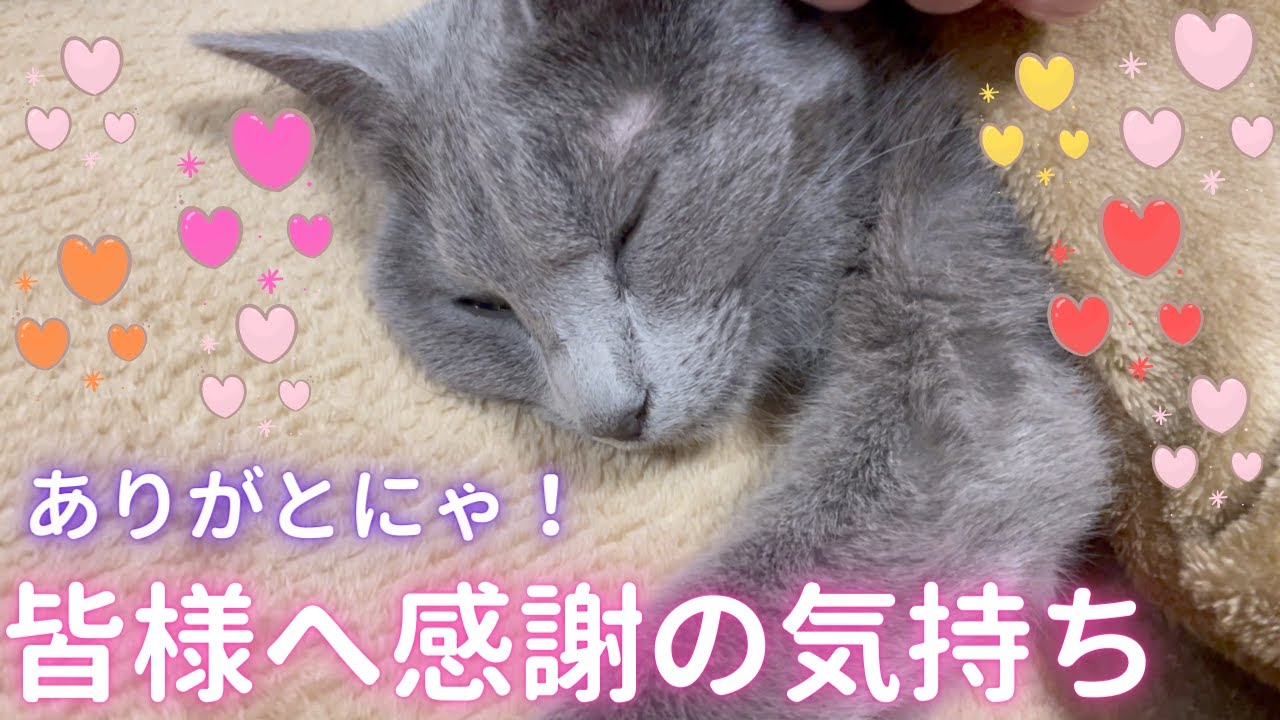 「2022年ありがとうございました」な猫（ロシアンブルー）