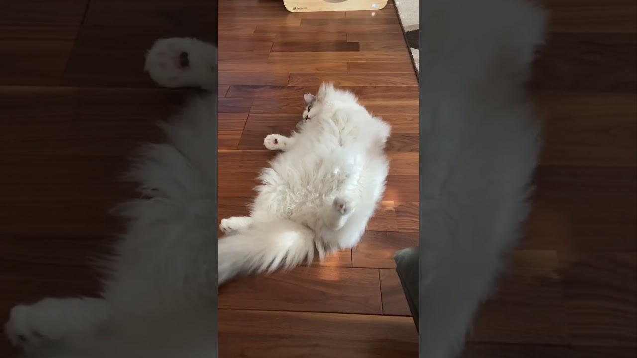 見た目だけは100億満点#Shorts【ノルウェージャンフォレストキャット】