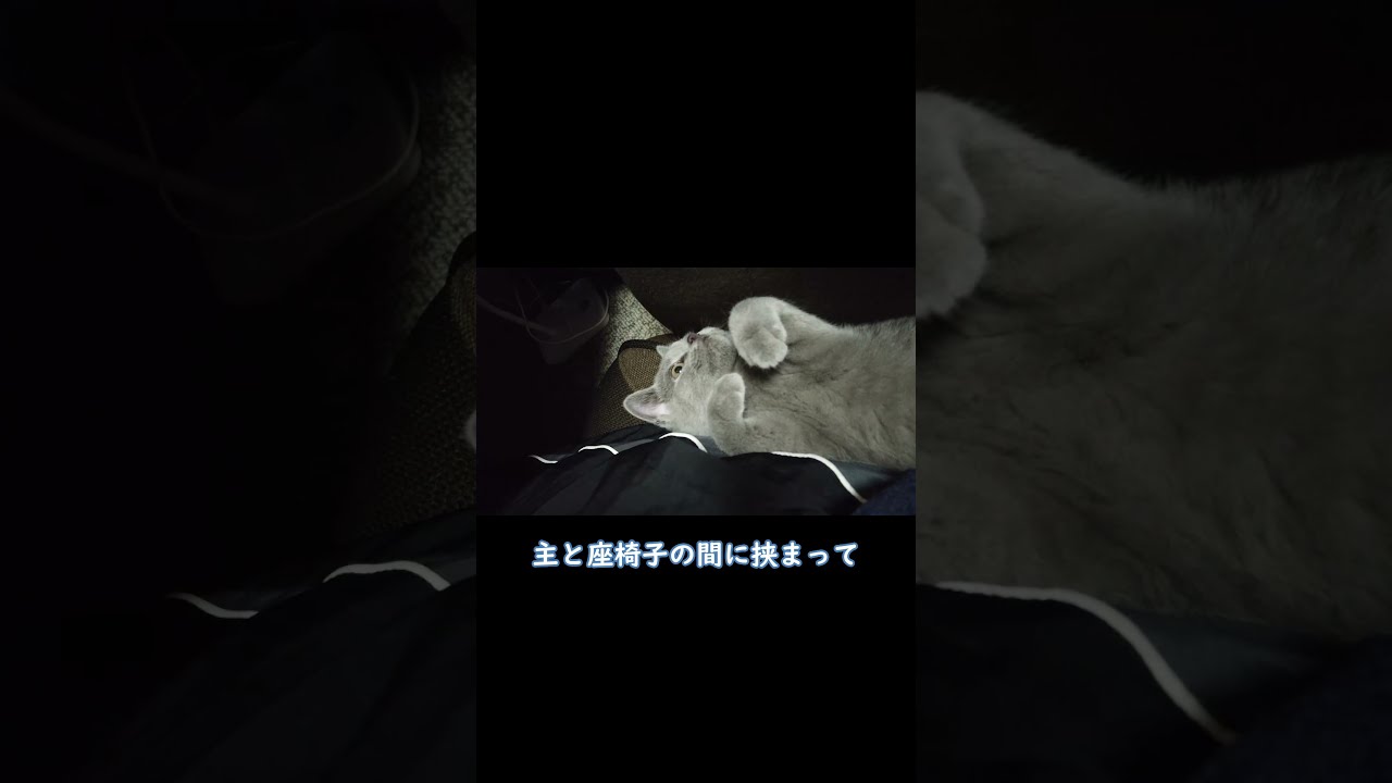 狭い所が大好きな子猫のシャルトリューです