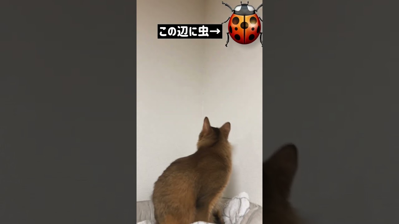 【ソマリ】虫を見つけた時の猫ちゃんの反応が、面白すぎる【お喋りがとまらない！】