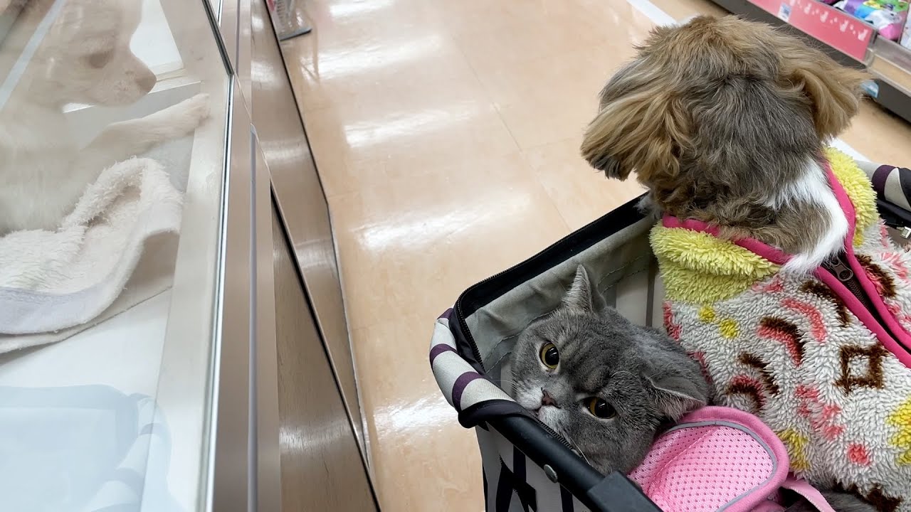 ぽっちゃり猫、久しぶりのお出かけでチワワに出会う【スコティッシュフォールド】