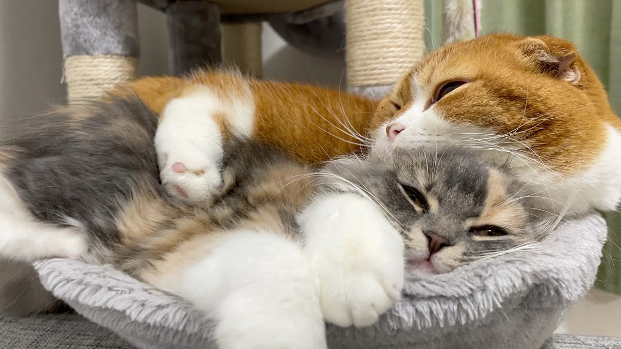 イチャつく猫たち【アメリカンカール/スコティッシュフォールド】