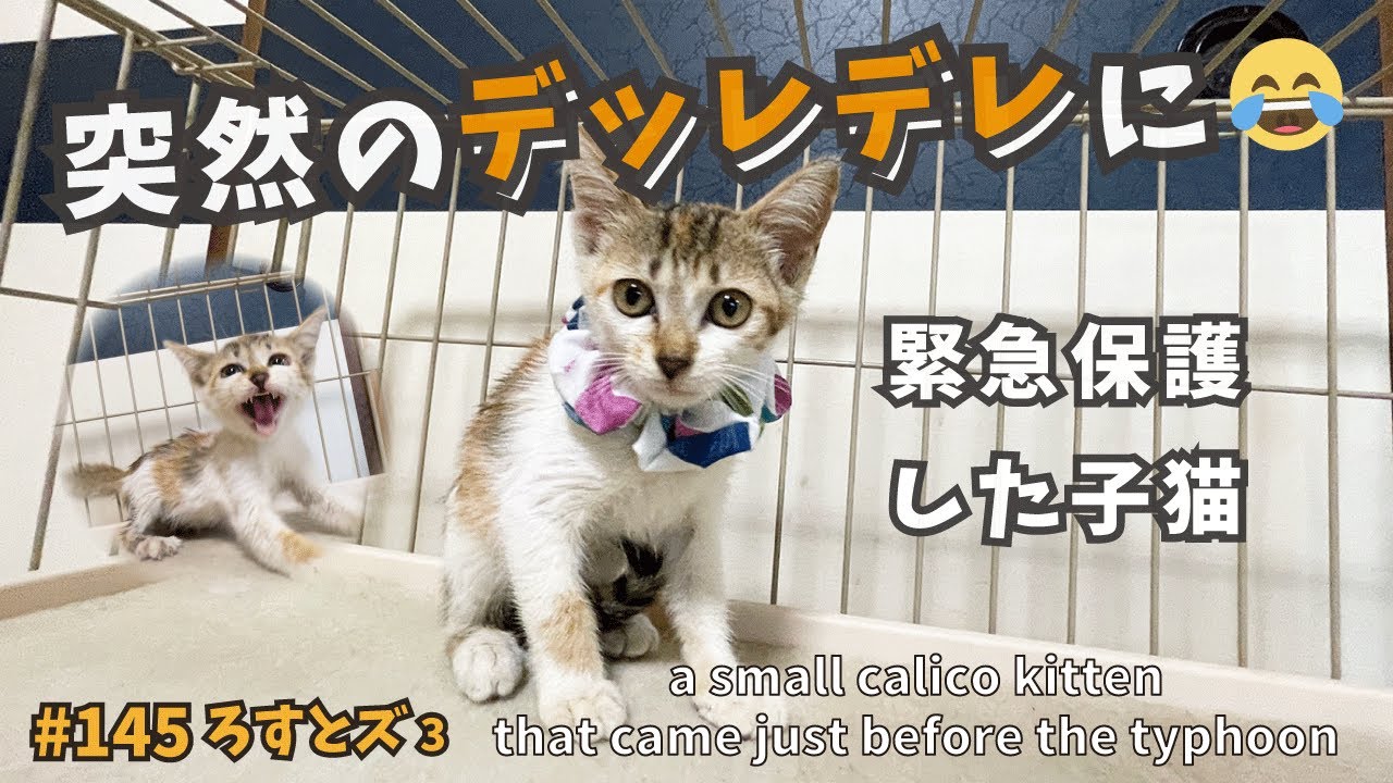 ろすとズ3【迷い子猫保護】キレ猫がちゅ〜るでデレ猫に💕a small calico cat that came just before the typhoon