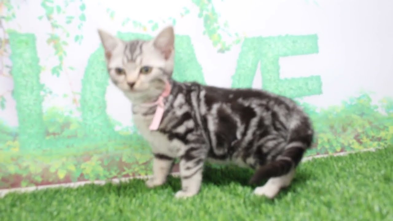 Coo&RIKU　No609264　アメリカンショートヘアー