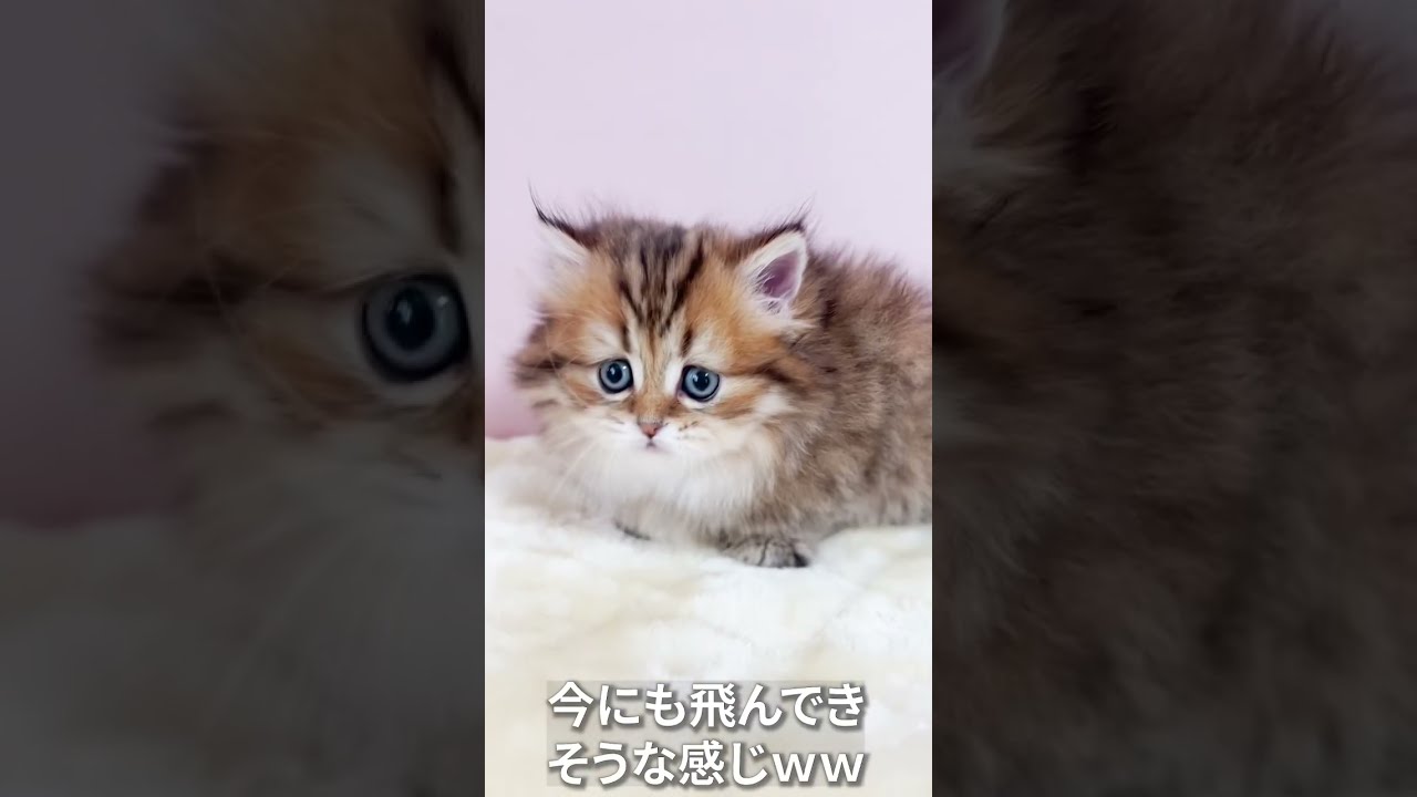 どこでも好奇心旺盛なミヌエットちゃん😍　#shorts #ミヌエット #マンチカン #子猫