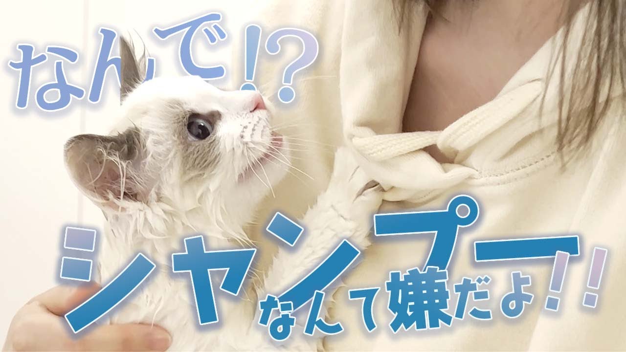 【ラグドール】子猫のシャンプーは大変でした……【かわいい】