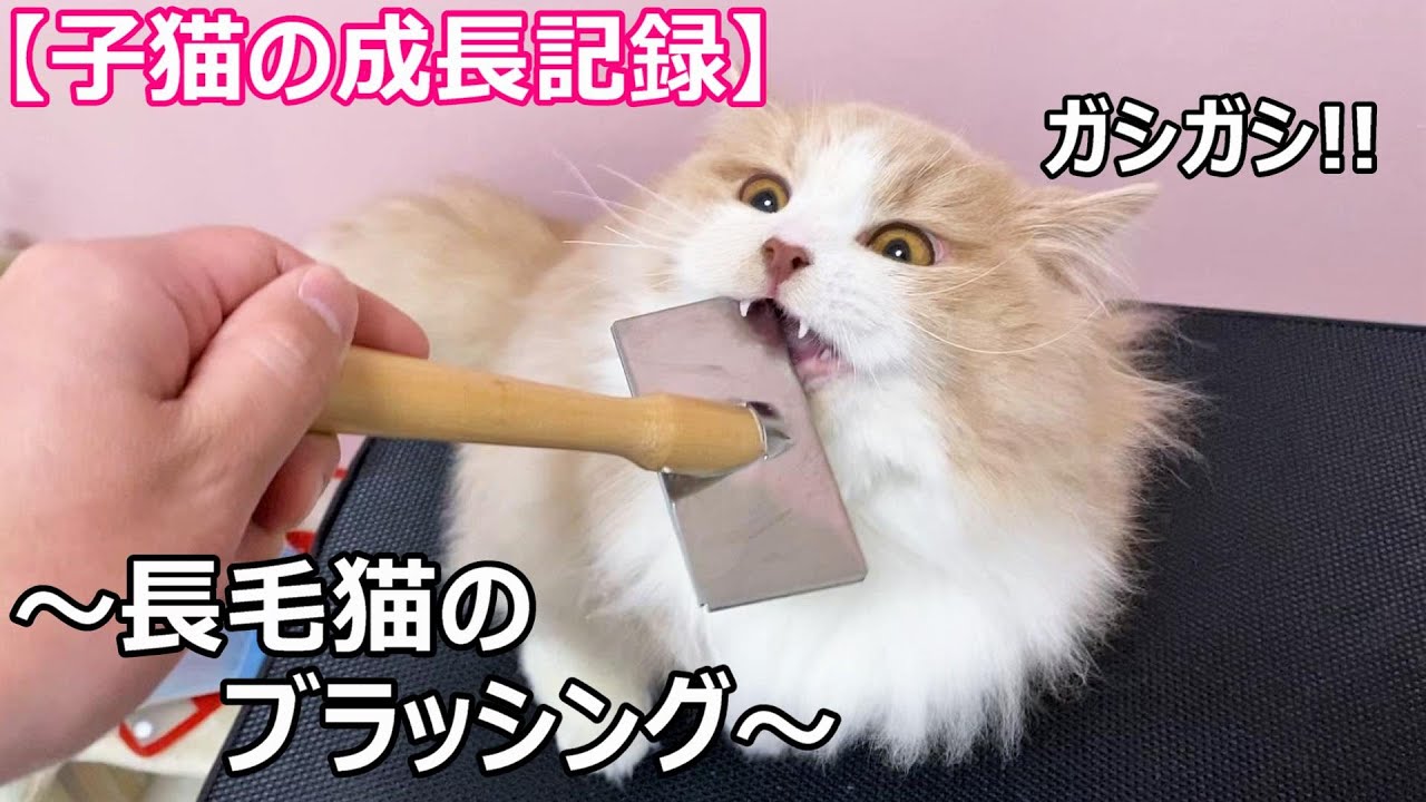 【子猫の成長記録♥長毛猫のブラッシング♥マンチカン短足】∼猫のいる生活Vol.8∼ マンチカン短足・ミヌエット・ペルシャ猫専門ブリーダー『ペット蔵人』
