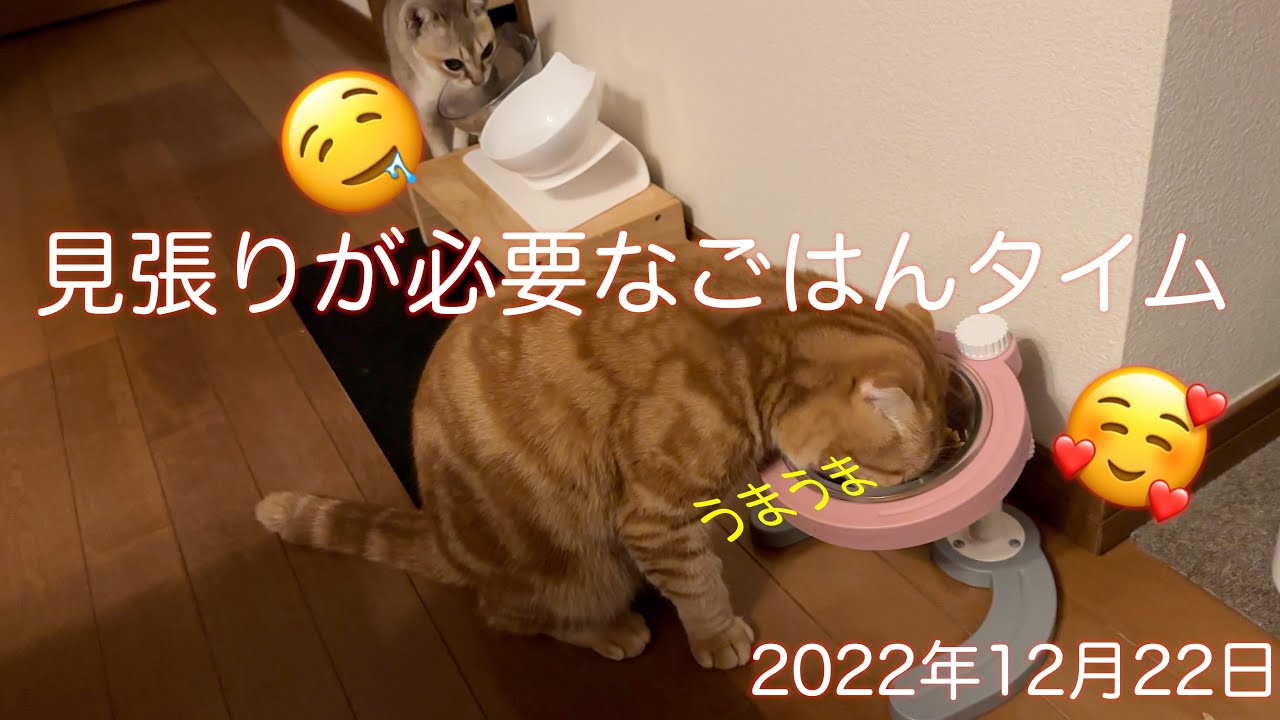 平和だった今朝の朝ごはん‼️シンガプーラ「にゃあ・もも」スコティッシュフォールド「すず」：2022.12.22