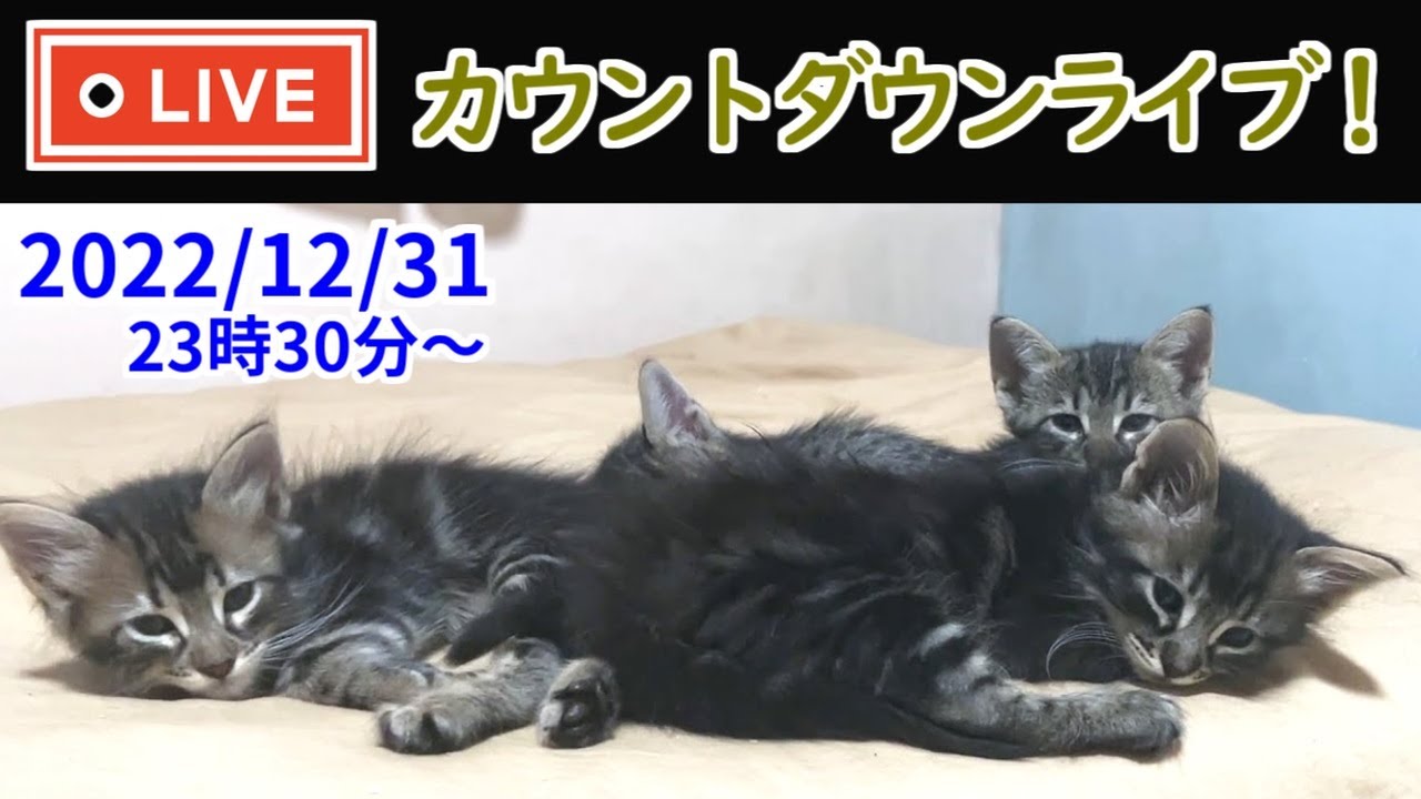 【LIVE】年越しライブ in 日本😻皆さんと一緒に2023年を迎える生配信😺