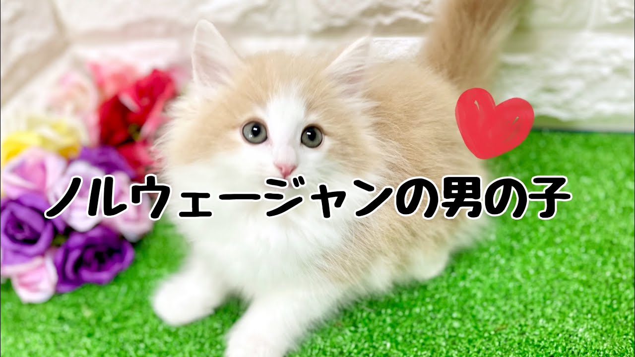 ノルウェージャンフォレストキャットの子猫　（中之島）