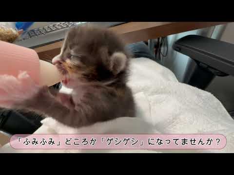 【子猫】捨て猫拾いました　保護1日目～3日目【保護猫】