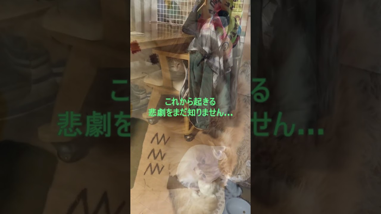 大変です！丸刈りです！ #shorts  #猫 #アメリカンカール #cat