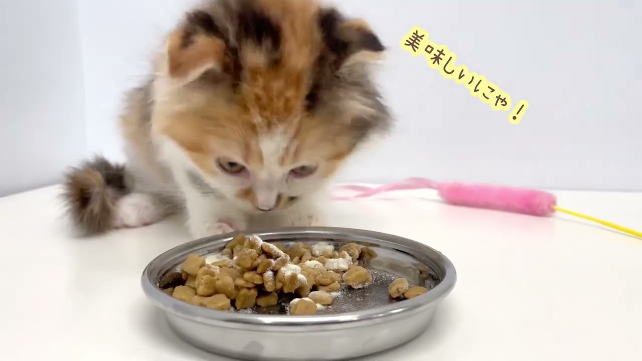 【スコティッシュフォールド】キャリコカラー（三毛猫）の子猫ちゃん発見！