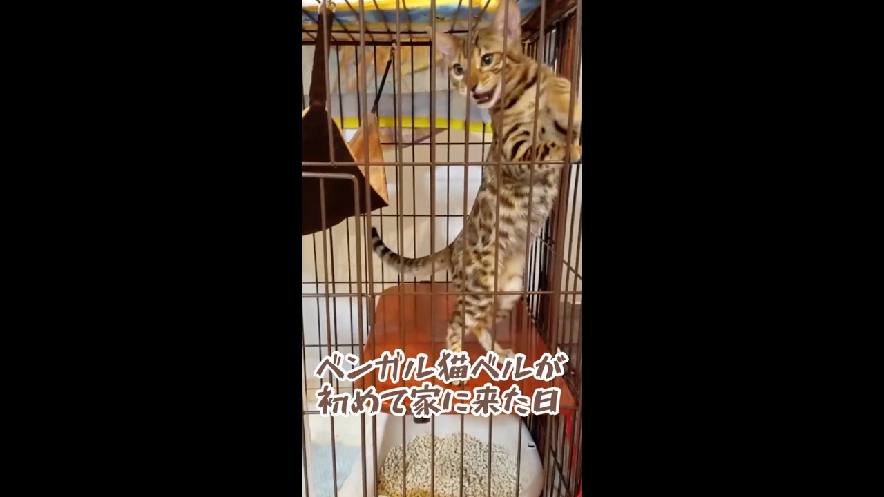 0歳3ヶ月で家に来てくれたベンガル猫ベル #shorts