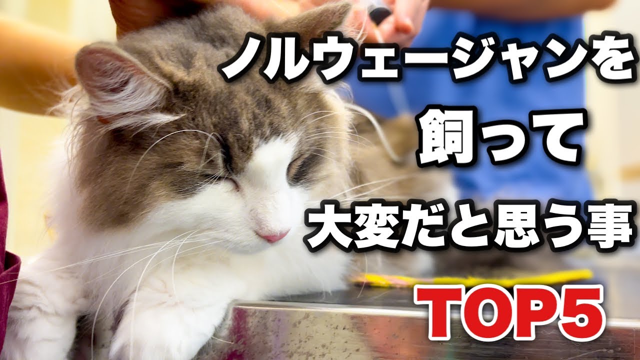 ノルウェージャンフォレストキャットを飼って大変だと思う事TOP5☆
