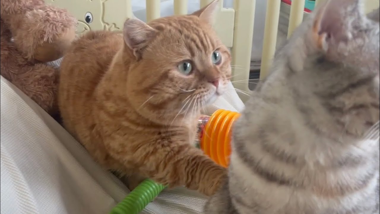 マンチカンの茶々くんが妻を口説く鳴き声で目が覚めました❤️