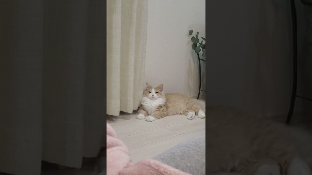 寝落ちしそうな猫ちゃん　ふわもふスコティッシュフォールドてお君