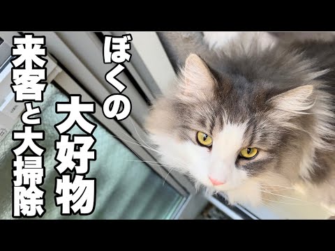 ガス点検者に喜び大掃除に盛り上がる変わった猫たちがノルウェージャンフォレストキャット（笑）良いお年を〜♡