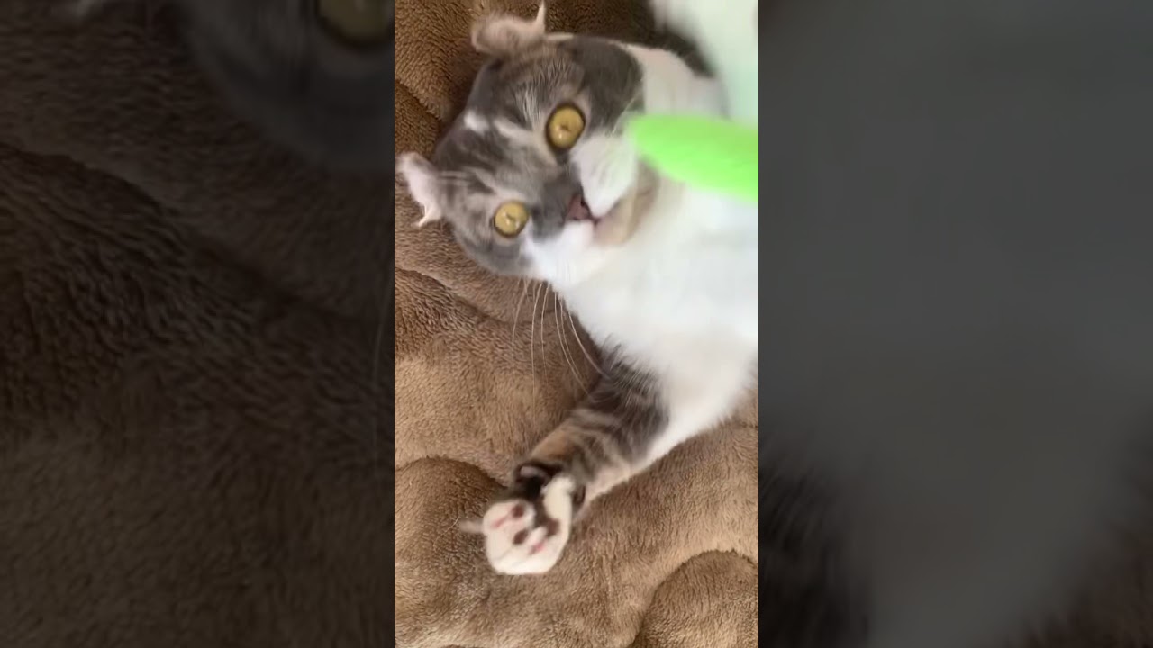 【アメリカンカール】省エネであざと可愛く遊ぶ子猫【たぴ】