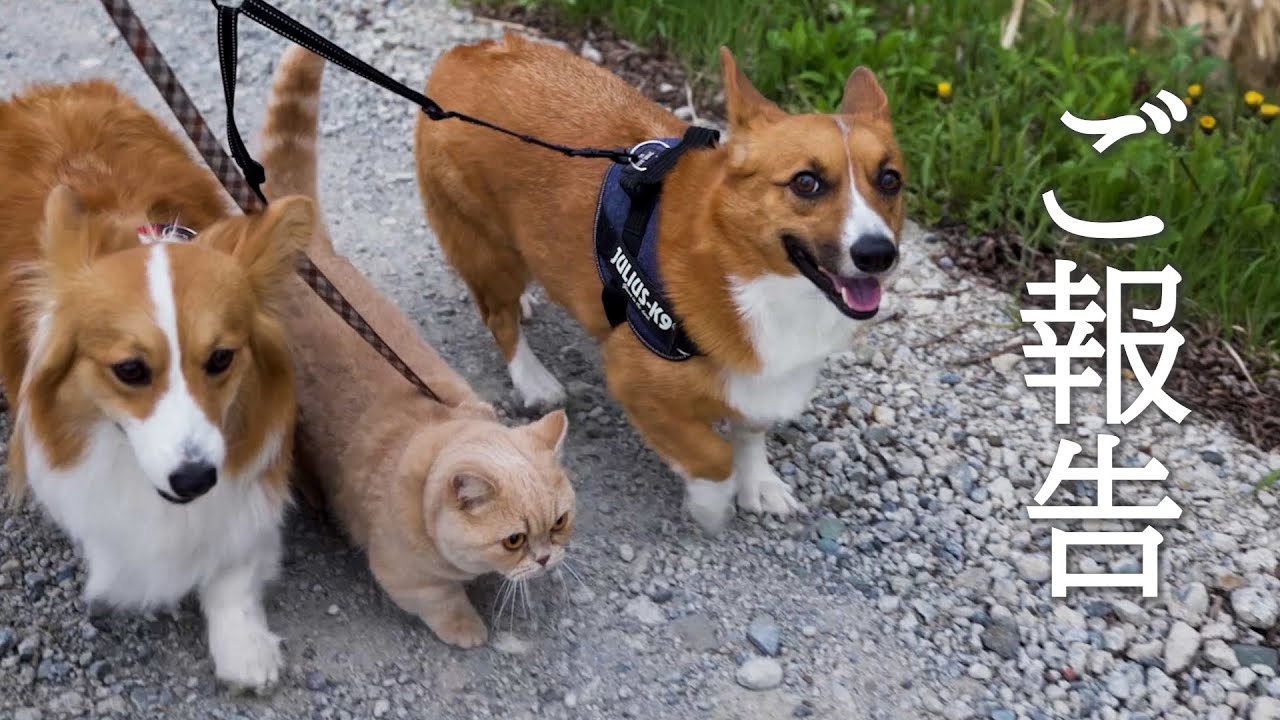 昨日色々あって、ご報告があります【コーギー】【マンチカン】