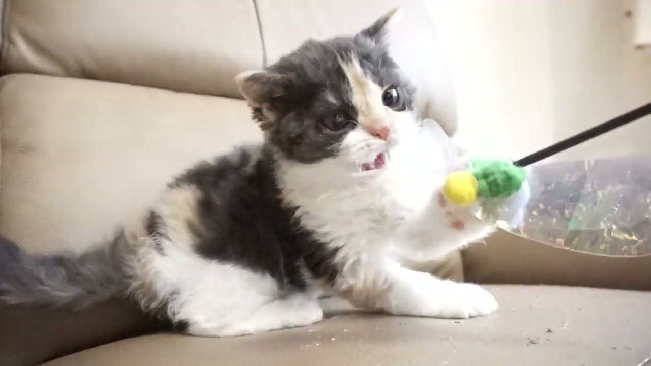 セルカークレックス子猫　2022.9.30産まれ 　ブラウンパッチドタビー＆ホワイト　女の子　シーダキャット猫のお店　Selkirk Rex