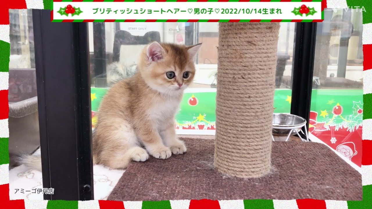 ブリティッシュショートヘアー★アミーゴ伊丹店