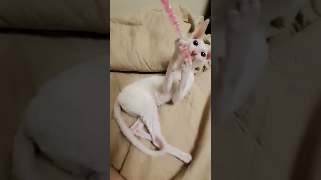 Cornish Rex plays 😍 #cat #cornishrex #funny #play #new