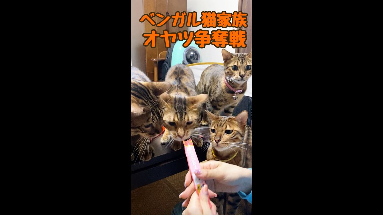 ベンガル猫家族5匹によるオヤツ争奪戦！ #shorts