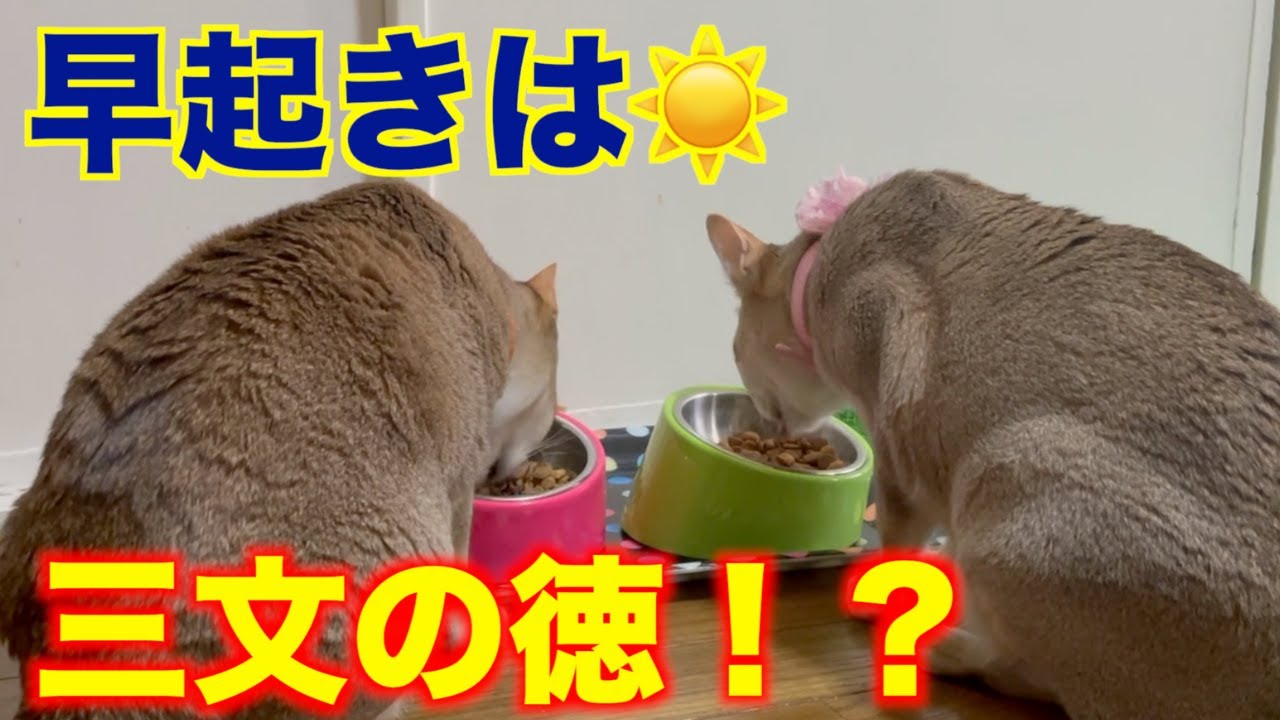 我が家のシンガプーラの朝は早い！！！